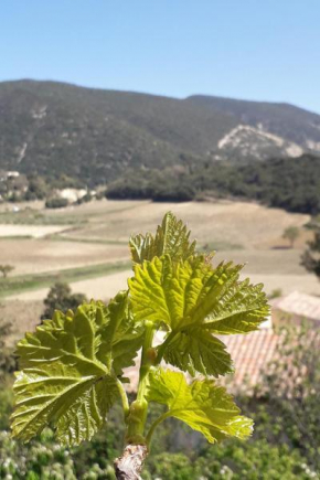 Eco gîte dans les vignes